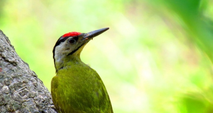 Grey Headed Woodpecker